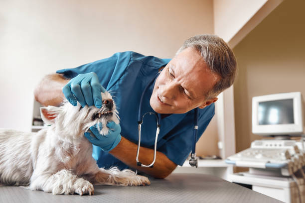 Best Emergency Treatment for Dental Infections or Abscesses in Stevenson Ranch, CA